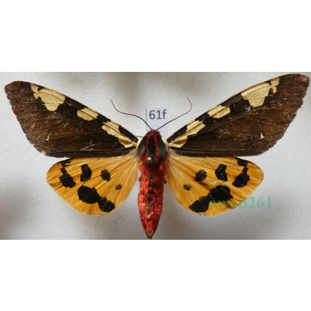 Pericallia matronula (Linnaeus, 1758) male Niedźwiedziówka krasa Poland61f
